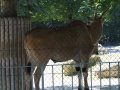 ZOO-Viden 035.JPG